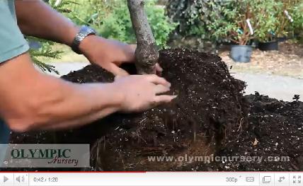 Plantingvideo